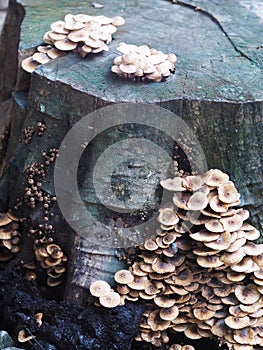 Group of tight very small young clean tiny beige colour round umbrella form mushrooms growing on a piece of old wet dark wood log