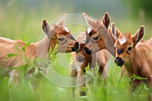 group of tiny goats head-butting and playing in green meadow