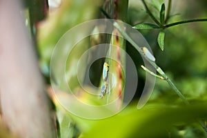 Group of tiny leaf hoppers