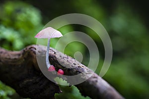 Group of tiny mushroom grow up on wood