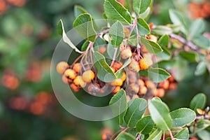 Group of tiny orange pyracantha berries with green leaves