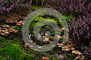 Group of tiny wild mushrooms among heath, heather flowers and green juicy moss. Magic background of an enchanted forest scene.