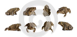 Group of toadBufonidae isolated on a white background. Amphibian. Animal