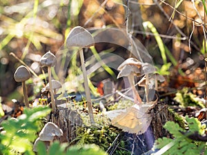 A group of toadstools