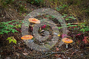 Group of toadstools or Amanita muscaria or fly agaric or fly amanita