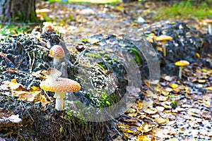 Group of toadstools in forest.