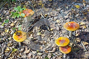 Group of toadstools in forest, upper view.