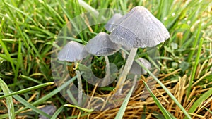 Group of Toadstools in Grass