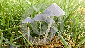 Group of Toadstools in Grass