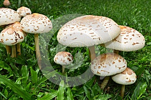 Group of toadstools in a grass field