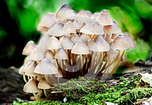 Group toadstools mushrooms on a tree stump