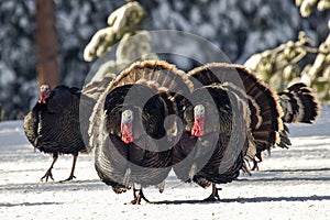 Group of tom turkeys strutting in snow