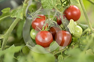 Group of tomatoes growing in vegetable garden, organic farming