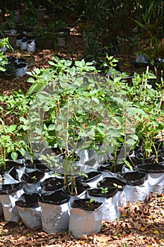 A group of tomatoes plants