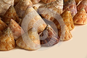 A group of top shells