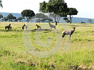Group of topi antelopes grazing in the African savannah