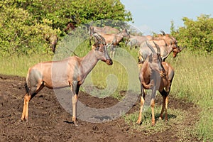 Group of topis in the african savannah.