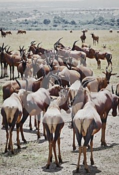 Herd of African Topis photo