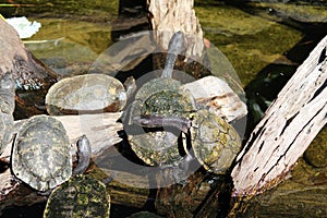A group of tortoises together