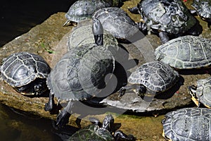 Group of tortoises relaxing on a ledge by a pond