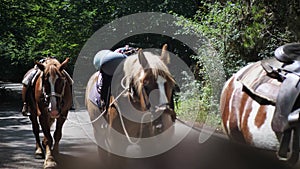 group of tourist horses. walking their horses on the paved road