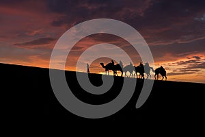 A group of tourist led by a local bedouin guide riding camels in the Sealine desert, Qatar.