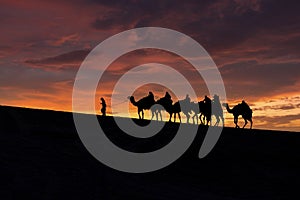 A group of tourist led by a local bedouin guide riding camels in the Sealine desert, Qatar.