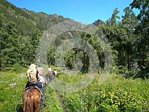 A group of tourists riding horses in a horse riding trip in the Altai mountains travel on the mountain