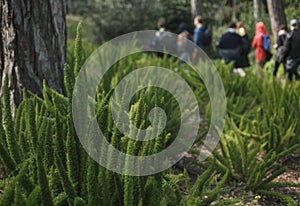 A group of tourists lost in a forest