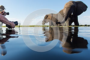 A group of tourists photographing elephants at water level