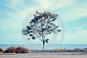 A group of tree that can be used for commercial purposes and mock up designs