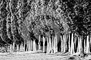 Group of tree canopies