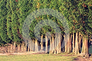 Group of tree canopies