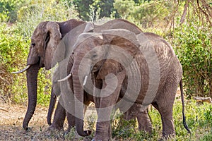 Group of tree elephants