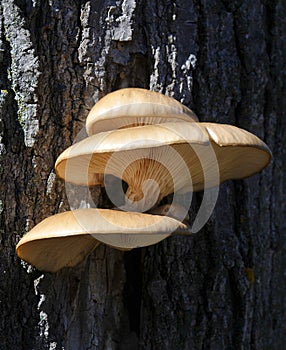 Group of tree mushrooms