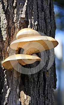 Group of tree mushrooms