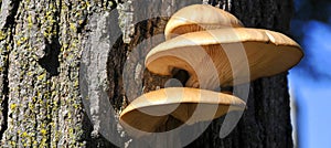 Group of tree mushrooms