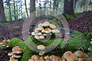 A group of tree mushrooms on an old stump