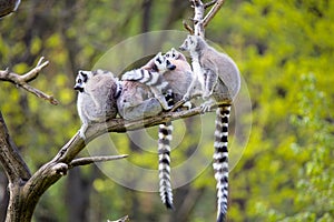 Group on a tree Ring-tailed Lemur, Lemur catta,