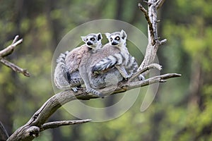 Group on a tree Ring-tailed Lemur, Lemur catta,