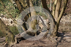 Group of trees along the river bank