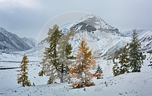 Group of trees on a background of mountains
