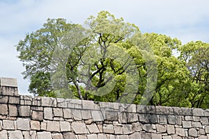 Group of trees behind a stone wall