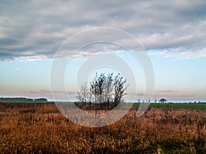 A group of trees with blue sky and couds near TiszabÃ¡bolna, Hungary