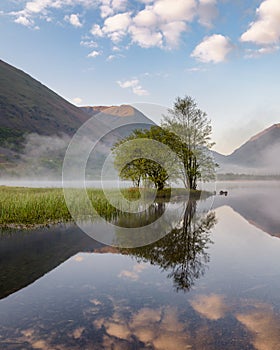 Group of trees on a copse reflecting in still lake with beautiful blue sky. Taken in Lake District, UK.