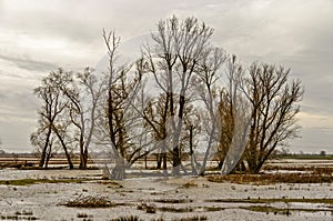 Group of trees in a flood