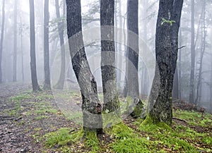 Group of trees in a forest with green grass & fog