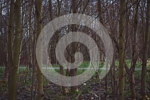 Group of Trees In a Forest Wide View