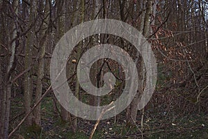 Group of Trees In a Forest Wide View