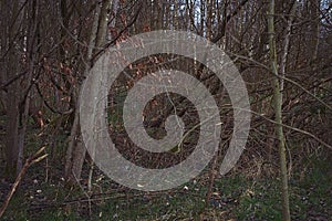 Group of Trees In a Forest Wide View